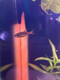 Chili rasboras starting to look transparent - General Chat - C.A.R.E.