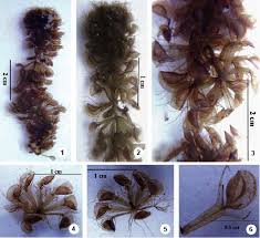 Image result for Aldrovanda vesiculosa
