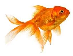 What Do Goldfish Eat Lovetoknow