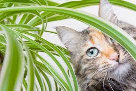 Check spelling or type a new query. Spider Plant Toxicity Will Spider Plants Hurt Cats