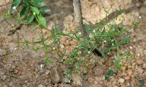 Image result for Oldenlandia