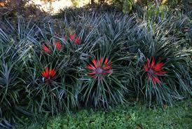 Image result for Pavetta fascifolia