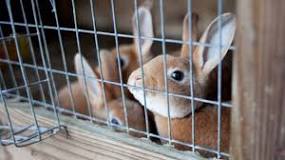 Pourquoi mon lapin ronge-t-il les barreaux de sa cage ? | TF1 ...