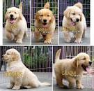 Golden Retriever Puppies for Sale | PuppySpot