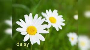 ফুল flowers name list in bengali. Free Flower Name Bangla Watch Online Khatrimaza