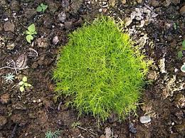 Image result for Sagina abyssinica