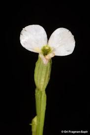 Image result for Canscora alata