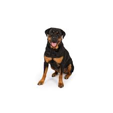Also if you cannot provide adequate time and love for this young alabama rottie don't buy them. Rottweiler Puppies Petland Montgomery