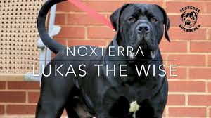 Boerboel dog breeders, atomic boerboels, blues city boerboels puppies available, boerboels pups for sale, ck boerboels, dream team we have in stock boer boels that have been exposed to the best nutrition and medical treatment, both for sale and. Lukas The Wise The Best Black Boerboel In Europe Noxterra Boerboels Youtube