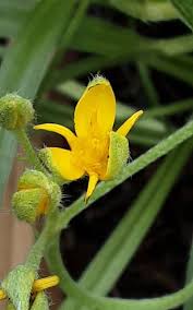 Image result for Hypoxis parvifolia