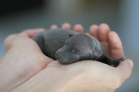From feeding to warmth, here's how to care for a newborn puppy. Can You Touch Newborn Puppies All You Need To Know