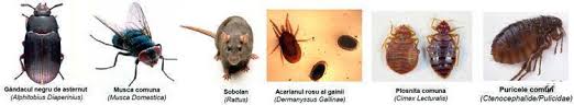 Deratizare Dezinsectie Dezinfectie Ferme Porcine Bovine Ovine Blog Pestcontrol Expert