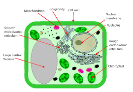 Maybe you would like to learn more about one of these? Plant Cell Model Typical Plant Cell Typical Plant Cell Plant Cell Model Typical Plant Cell Cell Model