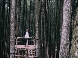 ⛅dapatkan informasi rute, htm, foto & ulasan pengunjung✅ di rutemu. Hutan Pinus Mangunan Yang Indah Dan Wajib Dikunjungi Jogja Travelling