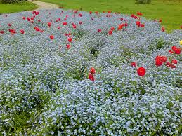 Eu de asi putea eu te asi uita. Miosotis Flori De Nu Ma Uita Un Suflet Flickr