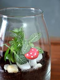 Jar Terrarium Shop Online For Plants Bangalore India Terrarium Shop Terrarium Indoor Plants India