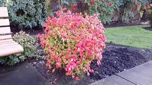 The extremely popular firepower nandina is one of the most colorful evergreen shrubs available! Dwarf Heavenly Bamboo Nandina Domestica Firepower Youtube
