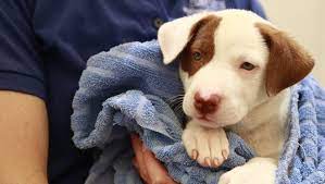 We did not find results for: Runaway Pets Await Owners At Phoenix Shelters After July 4