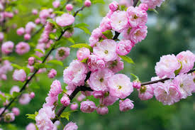 Check spelling or type a new query. Dwarf Flowering Almond Plant Care And Growing Guide