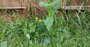 How to get rid of warts: Natural Ways To Kill Weeds In Grass