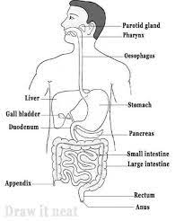 Read the definitions below, then label the digestive system anatomy diagram. Draw A Labelled Diagram Of Human Digestive System Scholr
