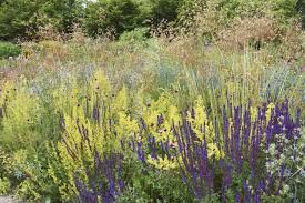 seeded meadow by james hitchmough at oxford botanic gardens oxford botanic garden meadow garden botanical gardens