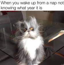 New Hot Funniest Cat Memes To Welcome 2020 Funny Cat Memes Funniest Cat Memes Naps Funny