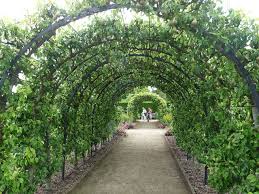 Fruit trees trained fruit trees nut trees soft fruit. Fruit Tunnel Cordon Type Trees Planted Parallel Across A Path And Trained To Grow Over An Arch Espalier Fruit Trees Trees To Plant Growing Fruit Trees
