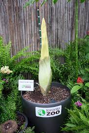 Rare Corpse Flower Plant To Bloom For First Time At Toronto Zoo Citynews Toronto