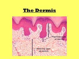 Cleavage (Geology) - Wikipedia