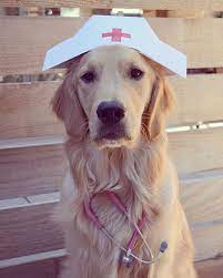 Instagram Photo By Allen May 11 2016 At 1 17am Utc Golden Puppies My Spirit Animal Golden Retriever