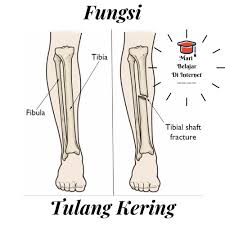 Setelah membahas berbagai fungsi tulang secara lengkap satu persatu pada baca juga : Fungsi Tulang Kering 3 Fungsi Utama Baca Selengkapnya