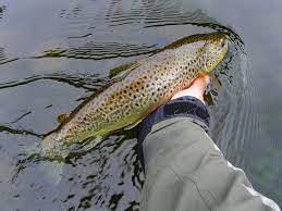 A Wonderful Wild Brown Trout In The River Lune Fish Brown Trout Night Fishing