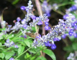 Purple ninebark is a shrub that features white or pink flowers. Salvia Splendor