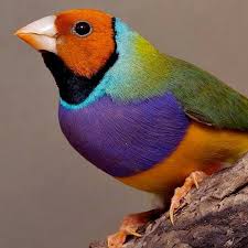 Bird With Colorful Feathers On Head The Gouldian Family Lives From Derby In Western Australia To The Atherton Tablelands In Queensland The Gold Head Australian Parrots Australian Birds Pet Birds