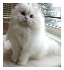 Black And White Persian Cat With Blue Eyes Ava Persian Cat Doll Face Persian Cat White Persian Cat