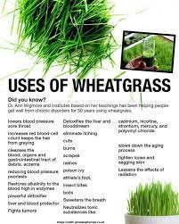 Health Benefits Of Antioxidant Powders You May Not Know Wheat Grass Herbs Health Benefits