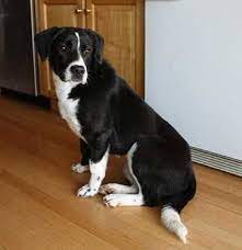 Pin On Dogs