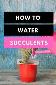 To help not to over water and let the water disperse itself as needed, use two ice cubes for small plants, and as much as a cup for large plants. How To Water Succulents 1 Best Care Guide Plantophiles