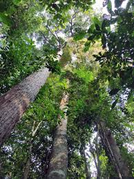 Image result for Dialium