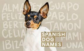 See more ideas about dog names, names, puppy names. Spanish Dog Names 200 Spanish Names For Your New Pup Bechewy