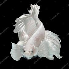 It looks like you may be having problems playing this video. Elephant Ear Halfmoon Betta Betta Fish Siamese Fighting Fish Stock Photo C Aeyzrio 126075420