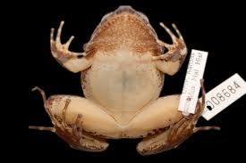 Image result for Strabomantis necerus