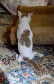 We finally got it fixed this afternoon and as soon as they realized warm air was flowing again, they each claimed a vent to luxuriate in front of. Flapjack The Kitten Hoping To Flip His Luck The Newtown Bee