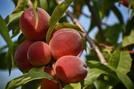 How long it takes before your peach tree (prunus persica) bears fruit depends on many factors. When Does A Peach Tree Bear Fruit 4 Things To Know Greenupside