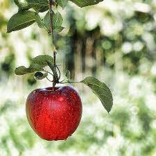 In The Garden Of Eden Garden Of Eden Eden Healthy Foods To Eat