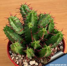 Trunk large old pereskia pereskia grandifolia. Euphorbia Enopla