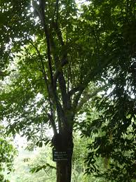 Image result for Grewia conocarpoides