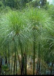 Image result for Cyperus papyrus
