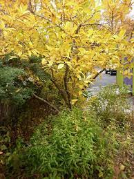 Y141018 Chionanthus Virginicus Fringe Tree Native Garden Specimen Trees